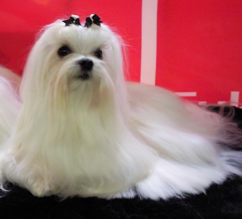 CH. Cash fantasy risqué de Nisjotial - CAC 1er excellent - classe intermédiaire