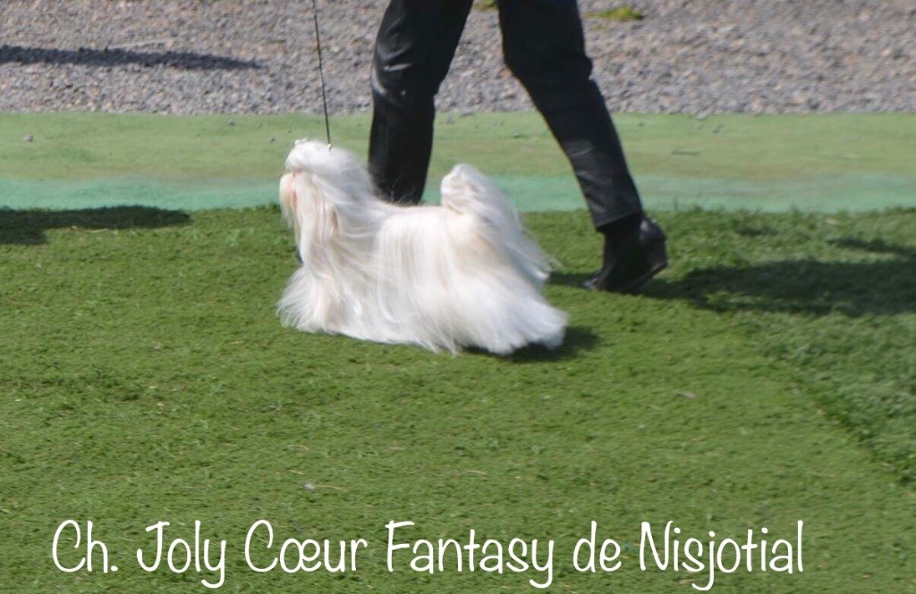 CH. Joly coeur fantasy de Nisjotial - CAC - BOB - BOG2