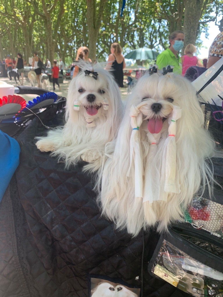 CH. Phantasmagoria by golden blanc - 1er excellent CAC - BOB