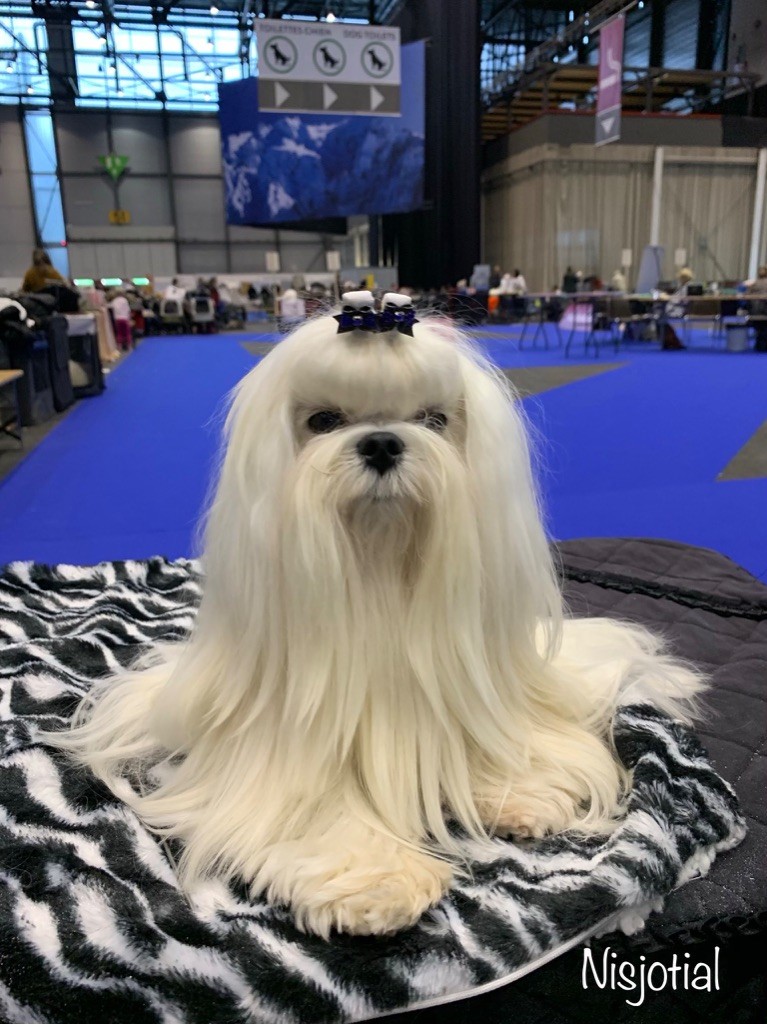 CH. Phantasmagoria by golden blanc - 1er EXC. CAC - RCACIB