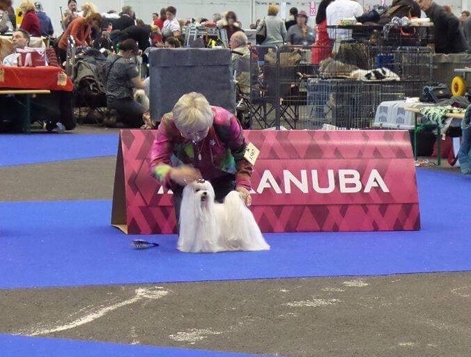 CH. Joly coeur fantasy de Nisjotial - 2e exc. RCAC