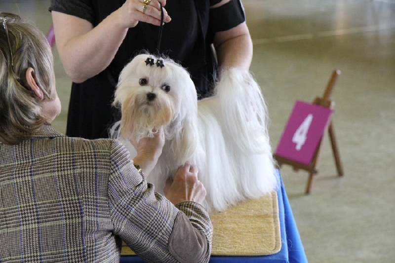 CH. au poil d'ange Douce caresse - 2e excellent cl.Intermédiaire