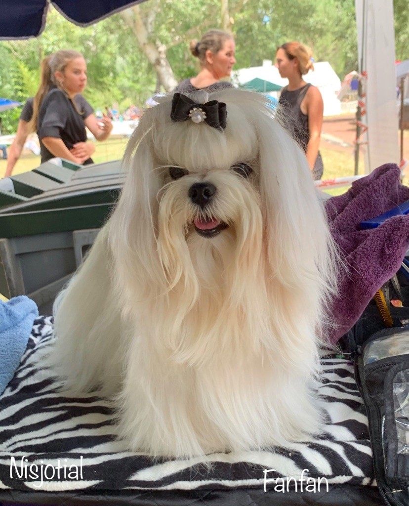 CH. Phantasmagoria by golden blanc - 1 Exc. cl. Jeune - Best Junior - BOB - 3e Best groupe 9 Adult