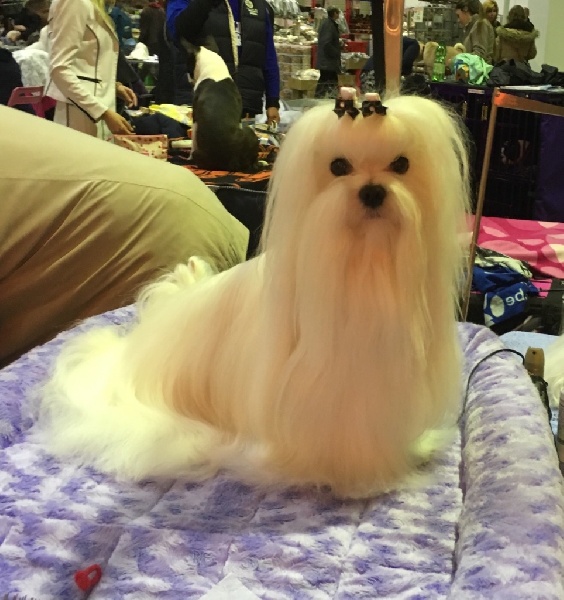 CH. Joly coeur fantasy de Nisjotial - CAC - RCACIB 1er exc. classe ouverte