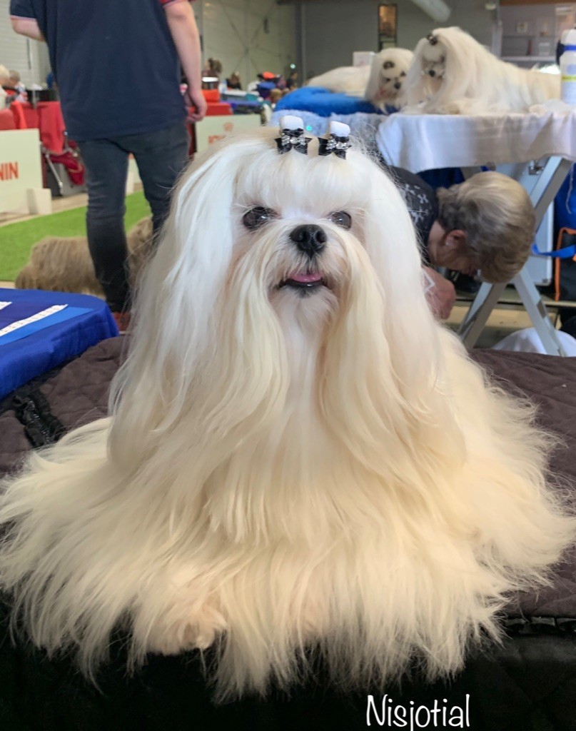 CH. Phantasmagoria by golden blanc - Cl.O. 2e EXC. R.CACS