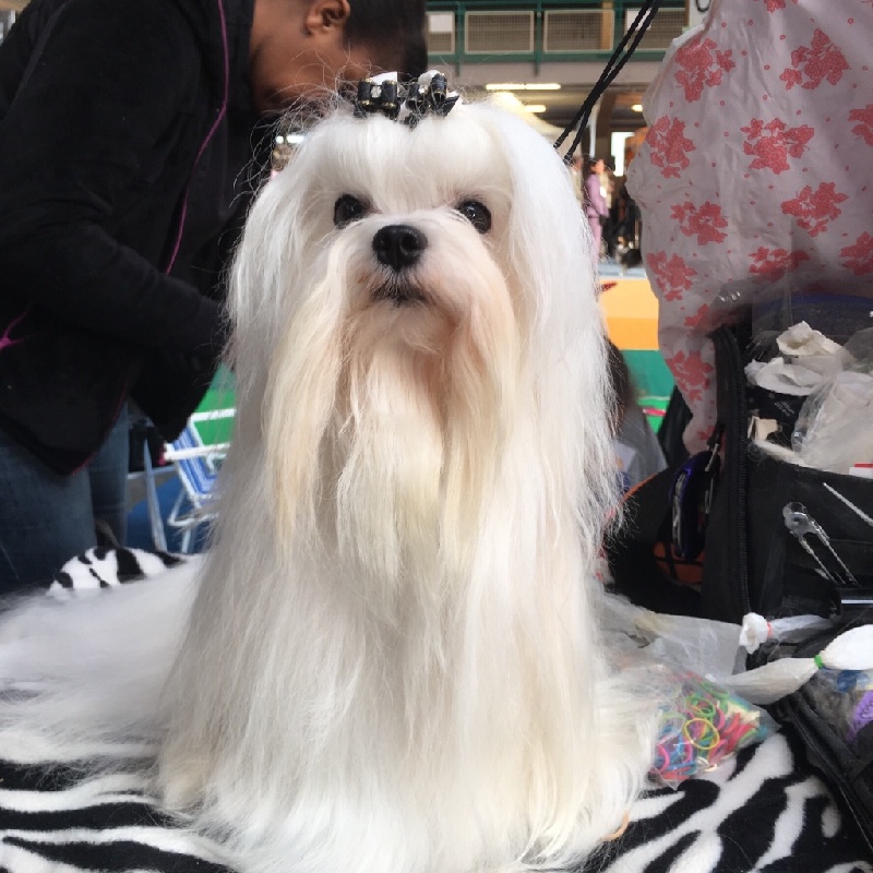 CH. Joly coeur fantasy de Nisjotial - 1er excellent cl. Champion - BOB