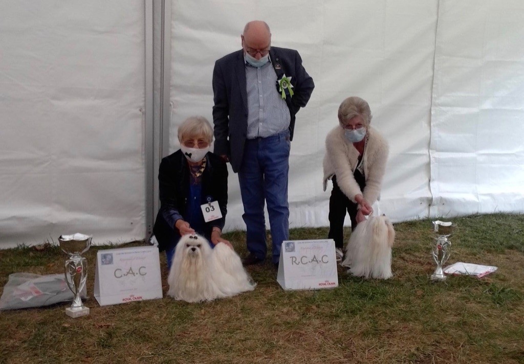 CH. Phantasmagoria by golden blanc - 1erExcellent CACC -BOB