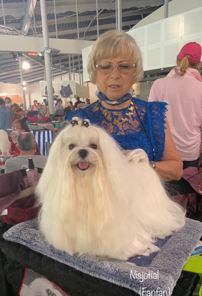 CH. Phantasmagoria by golden blanc - CACIB - BOB 1er Exc. Cl. Champion