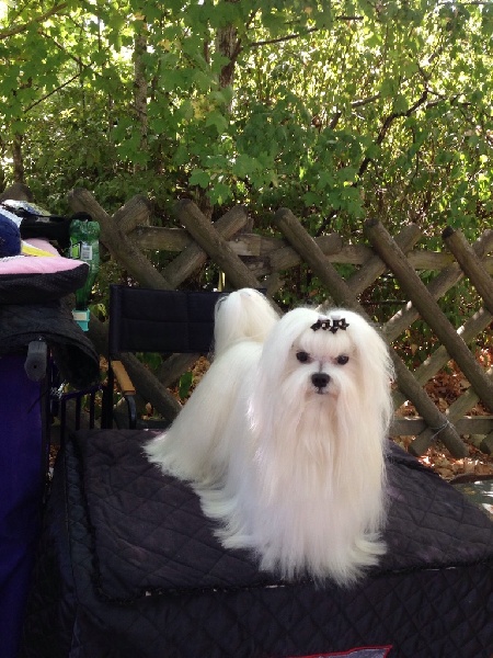 CH. Joly coeur fantasy de Nisjotial - CAC - BOB - BOG - Réserve Best in Show