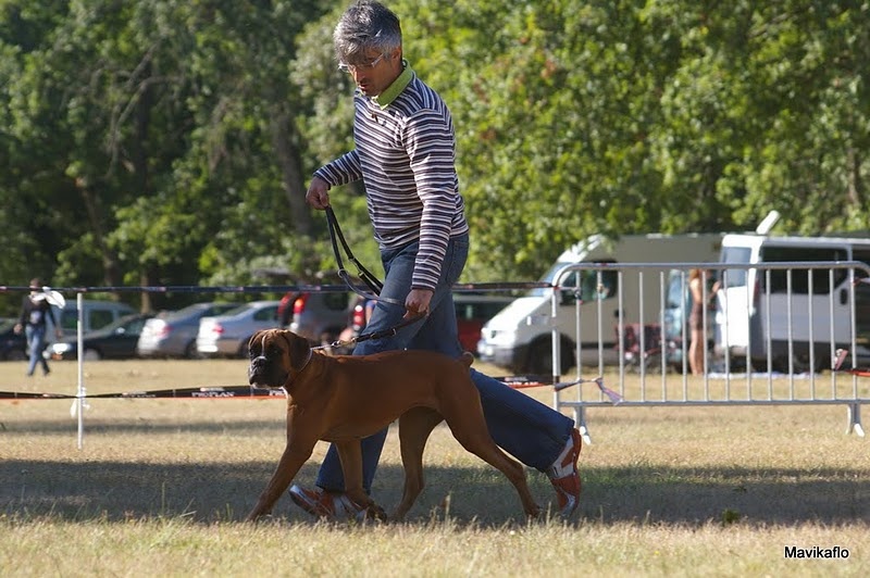 Freude des laquets de Sencours - Classe puppy femelle fauve: 4° Très Prometteur