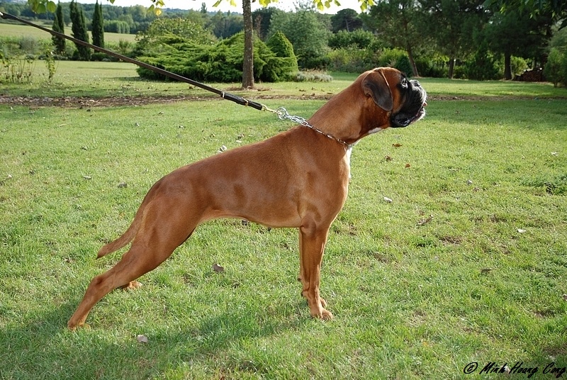 Freude des laquets de Sencours - Classe intermédiaire femelle fauve: 1° Excellent et CACS