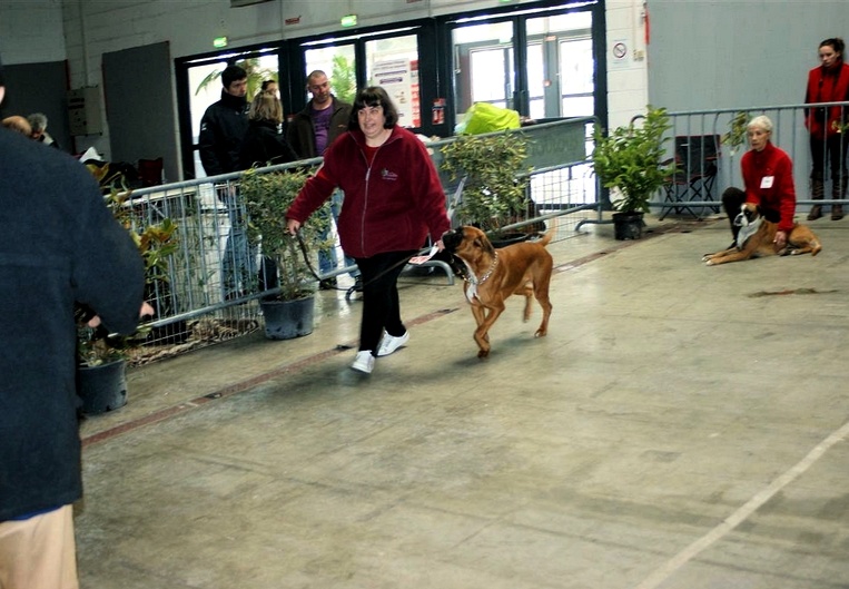 Freude des laquets de Sencours - Classe jeune femelle fauve: 4° Excellent