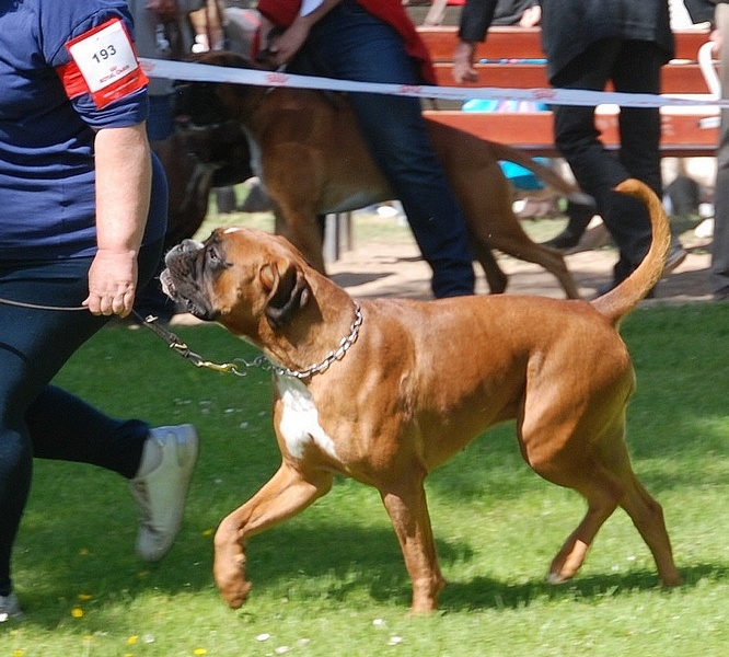 Freude des laquets de Sencours - Classe jeune femelle fauve: 1° Excellent et Meilleur Jeune