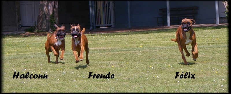 Freude des laquets de Sencours - Classe jeune femelle fauve: 1° Excellent