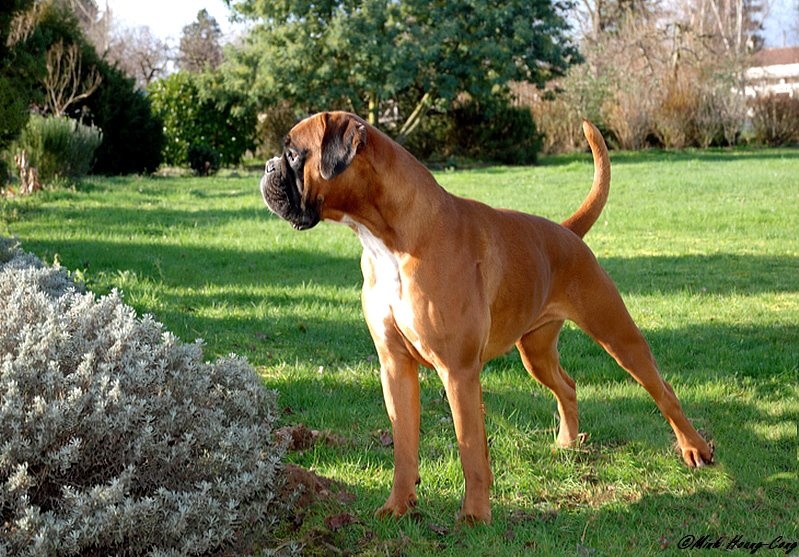 Freude des laquets de Sencours - Classe ouverte femelle fauve:1° Excellent et CACS