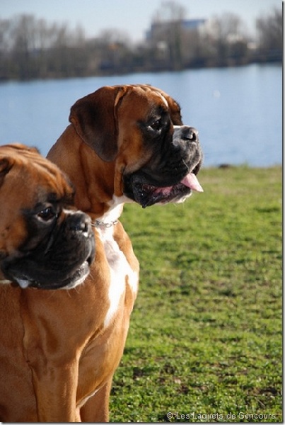 Freude des laquets de Sencours - Classe jeune femelle fauve: Excellent