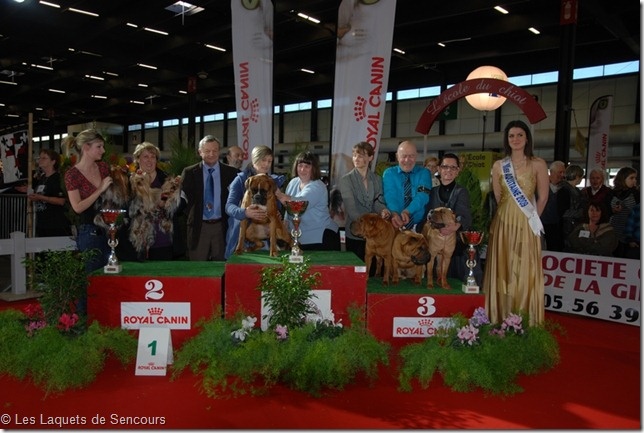Freude des laquets de Sencours - Meilleur Lot d' Elevage