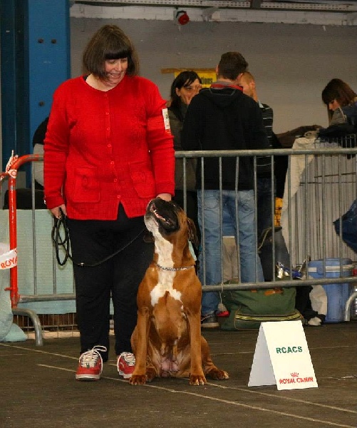 Freude des laquets de Sencours - Classe ouverte femelles fauves: 1° Excellent et RCACS