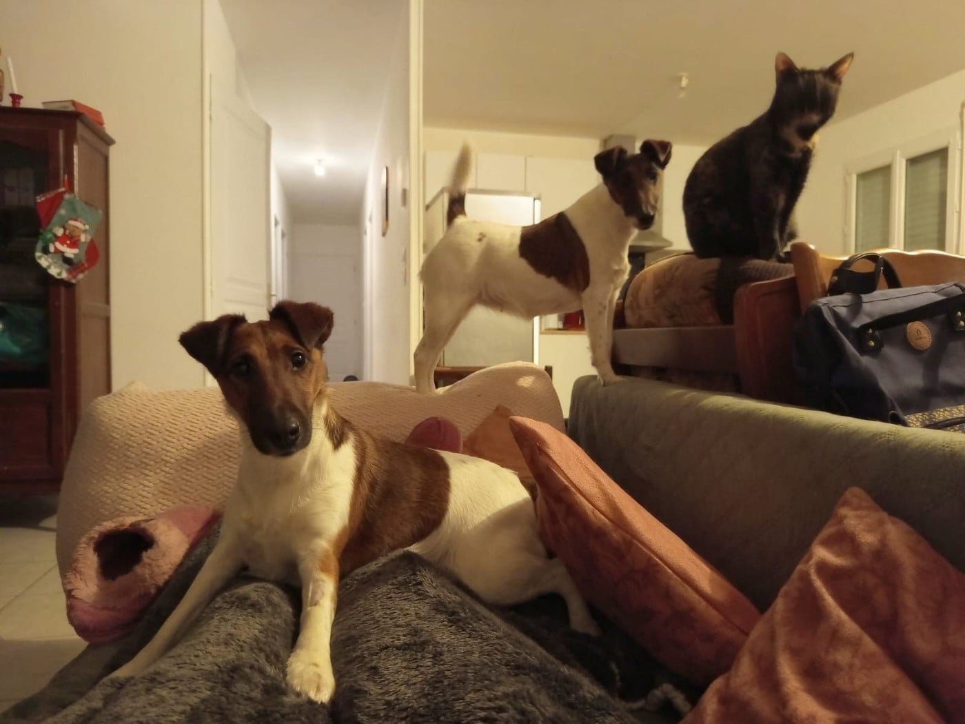 Voice Pumpkin du gai tourtel