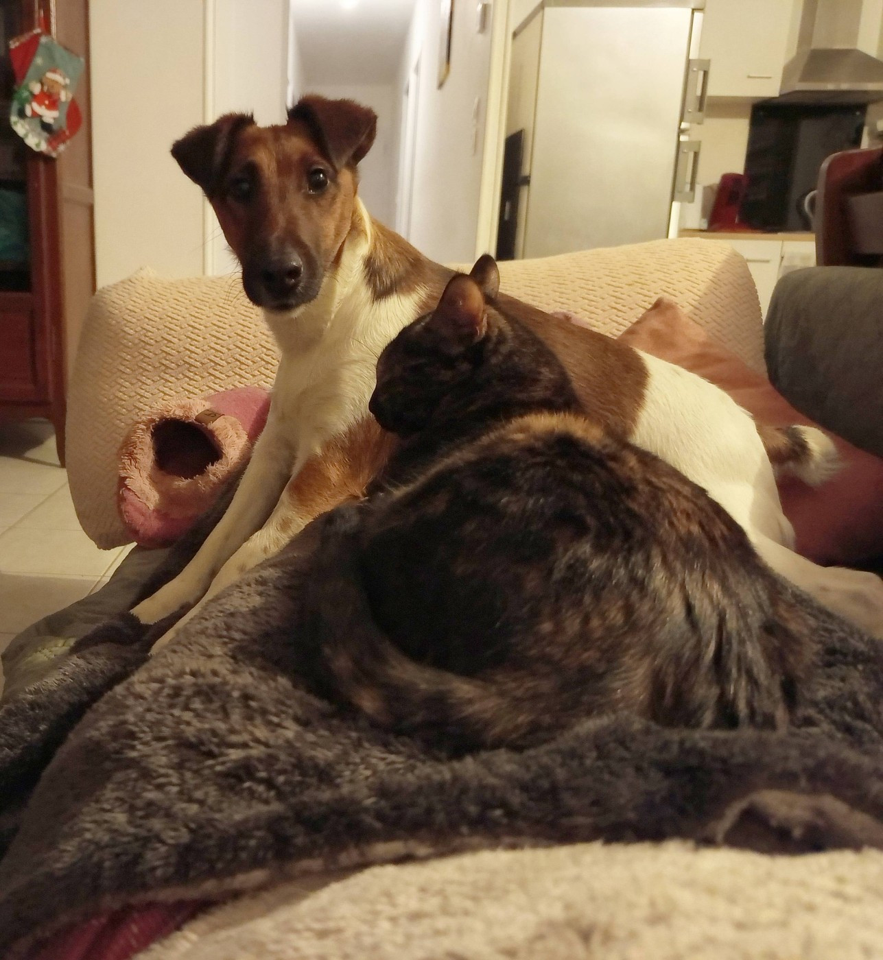 Voice Pumpkin du gai tourtel