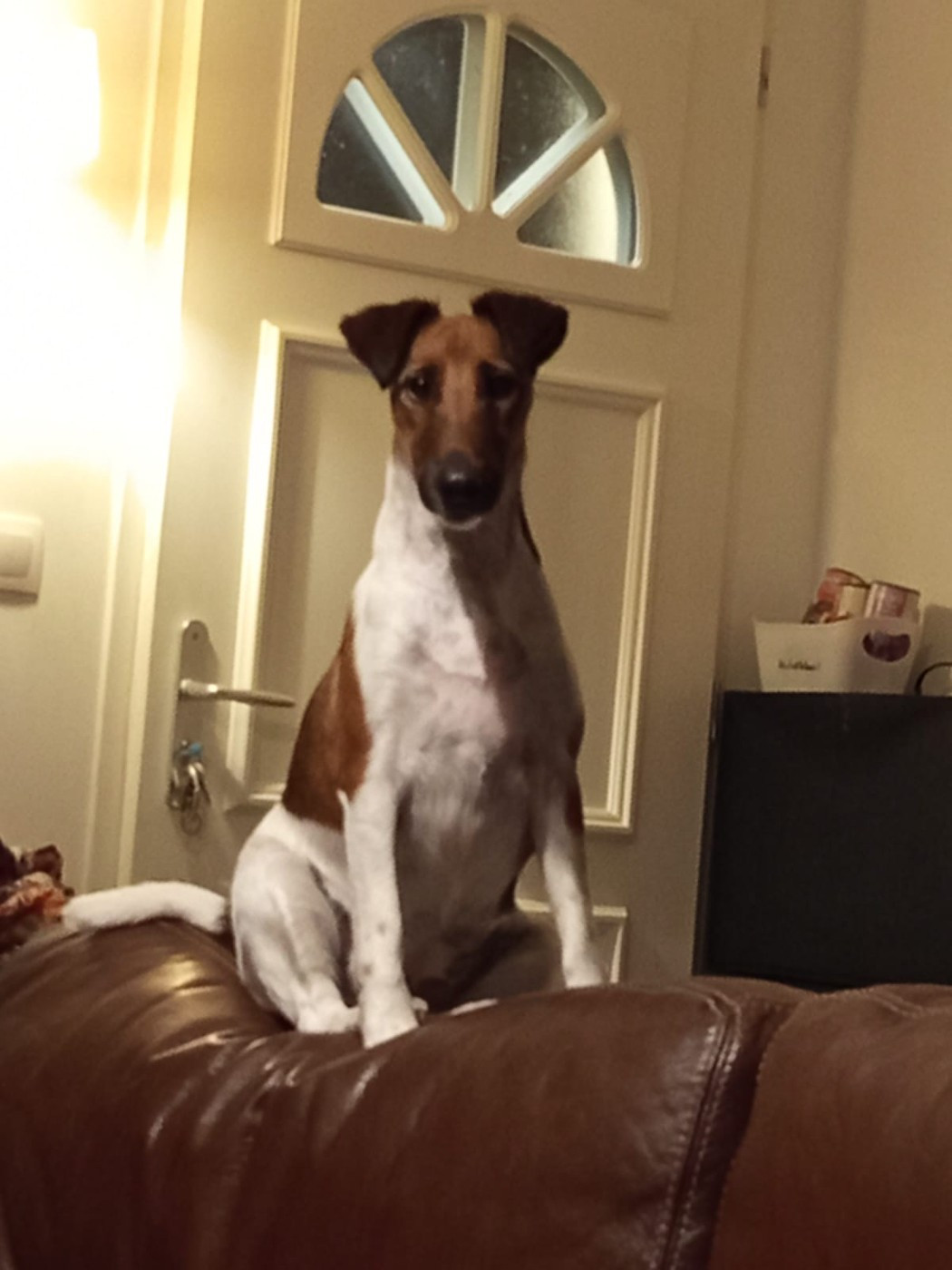 Voice Pumpkin du gai tourtel