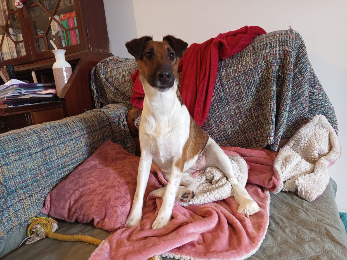 Voice Pumpkin du gai tourtel