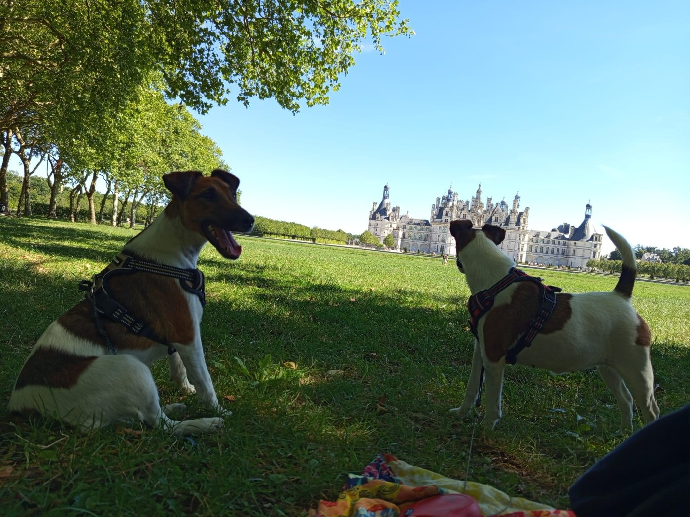 Voice Pumpkin du gai tourtel