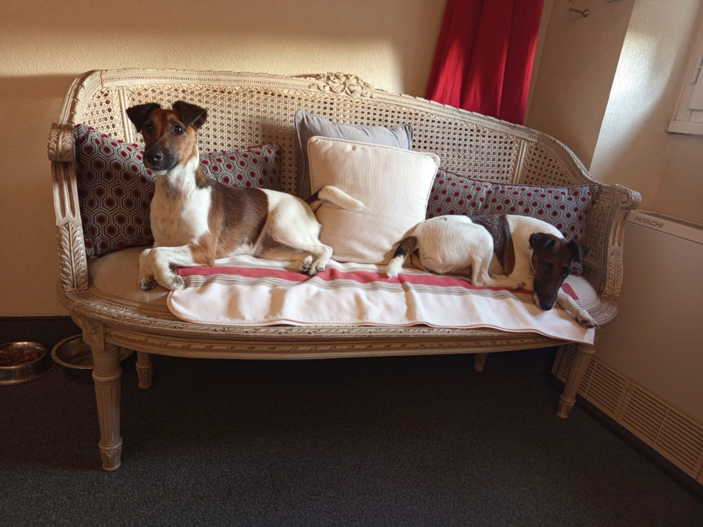 Voice Pumpkin du gai tourtel