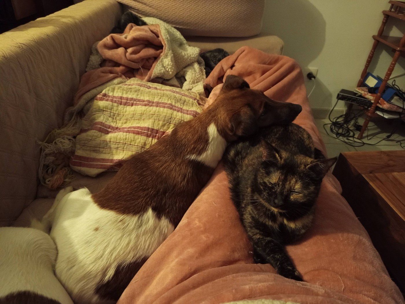 Voice Pumpkin du gai tourtel