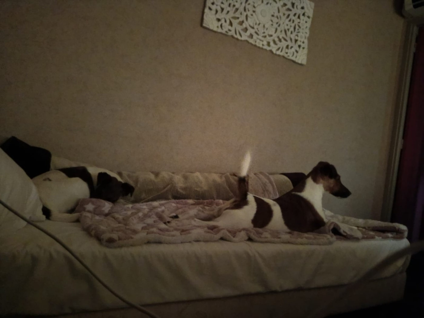 Voice Pumpkin du gai tourtel