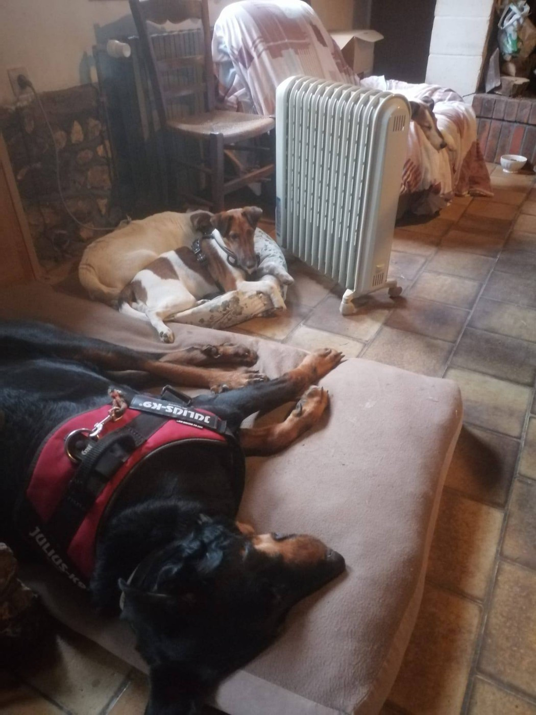 Voice Pumpkin du gai tourtel