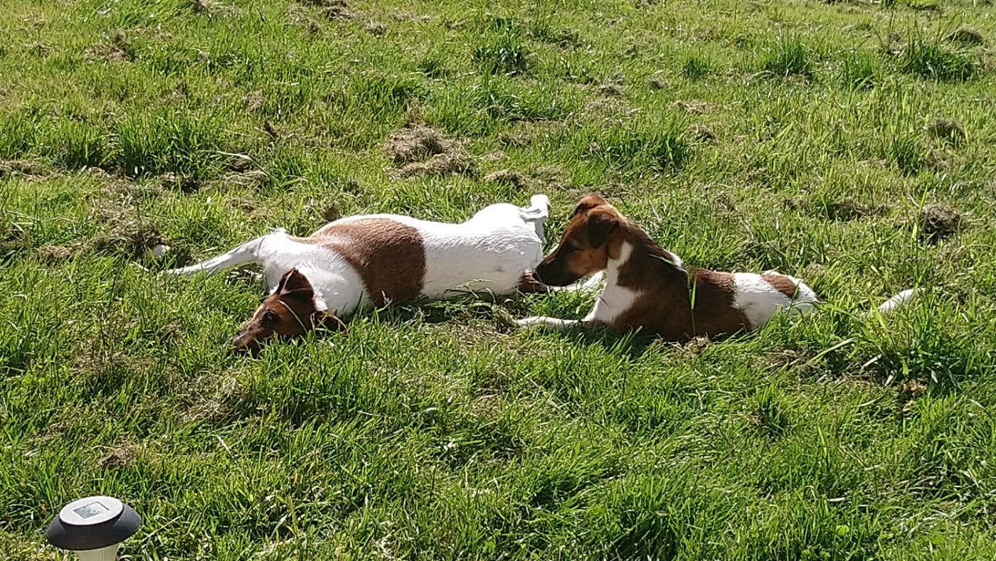 Voice Pumpkin du gai tourtel