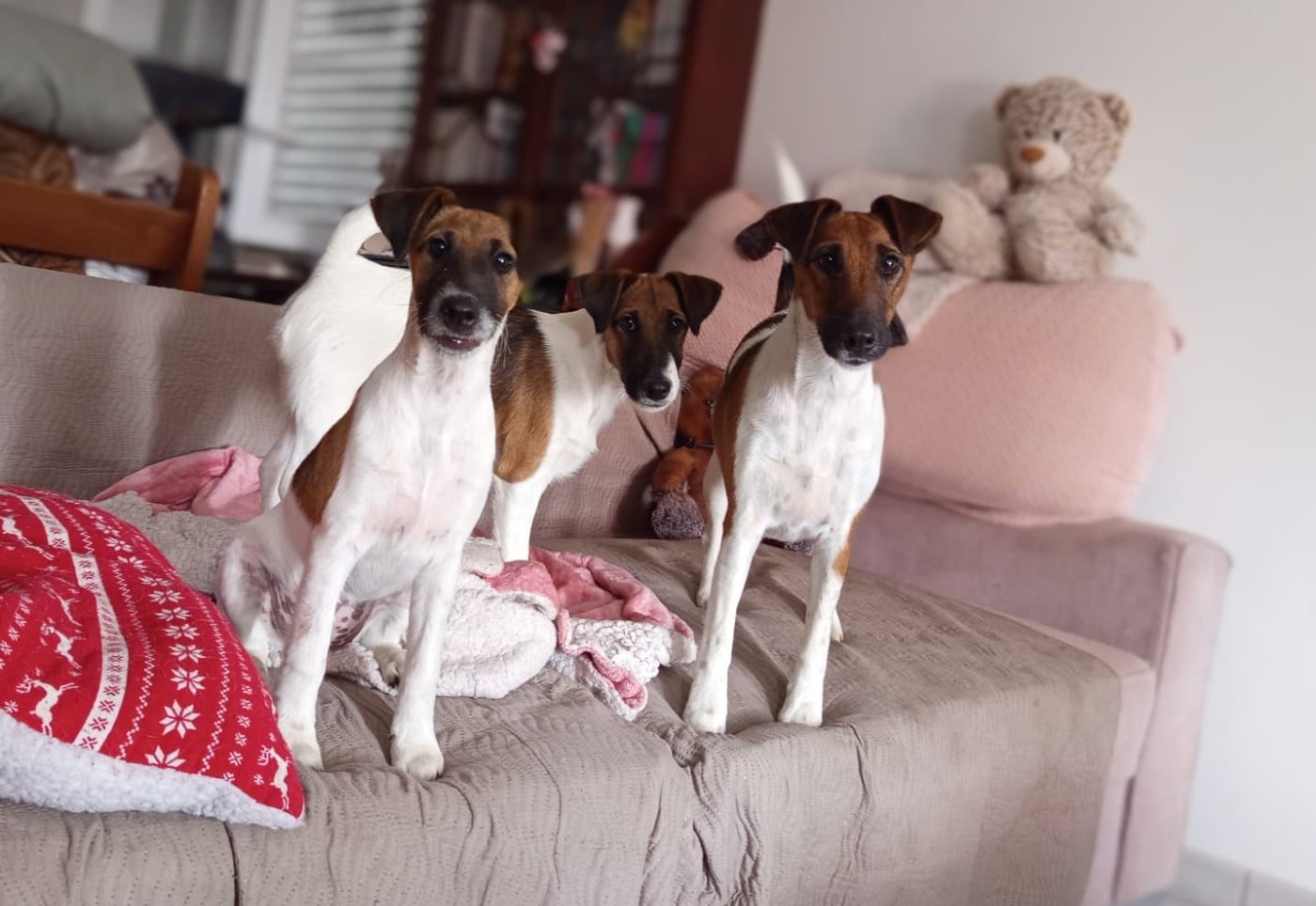 Fox Terrier Poil lisse - du gai tourtel