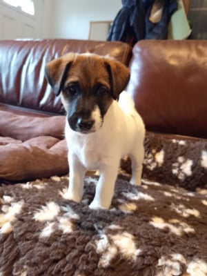 Les chiots de Fox Terrier Poil lisse