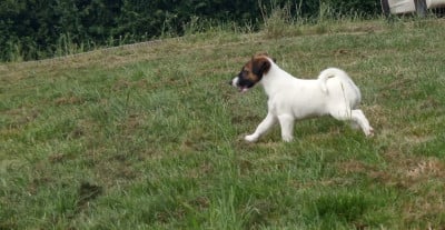 Les chiots de Fox Terrier Poil lisse