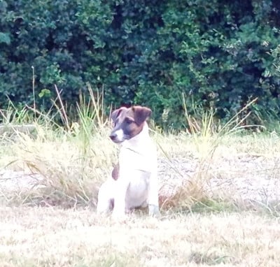 Les chiots de Fox Terrier Poil lisse