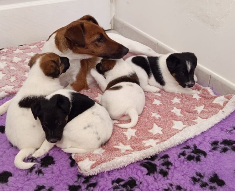 Fox Terrier Poil lisse - du gai tourtel