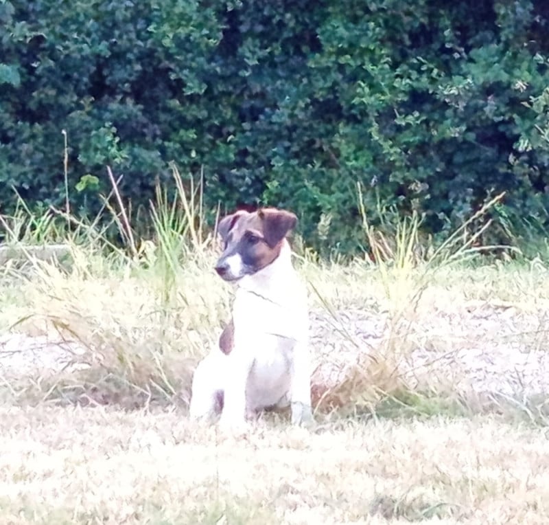 Fox Terrier Poil lisse - du gai tourtel