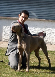 CH. Greywind's Alaska - CACS, CACIB, BOB, BOG2