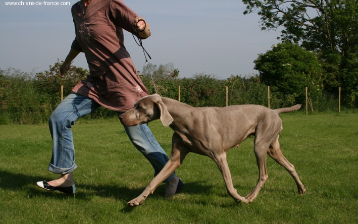 CH. Greywind's Alaska - 2ème excellente classe travail