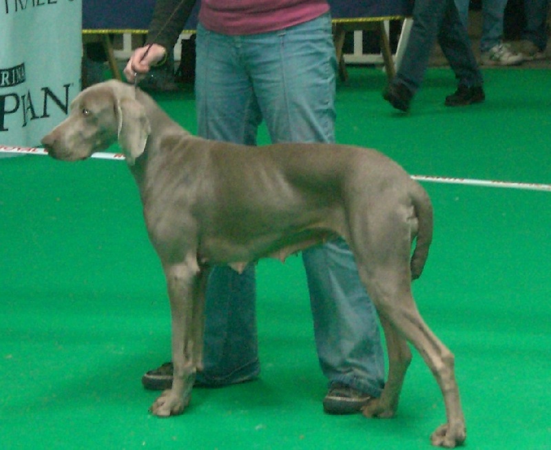 CH. Greywind's Alaska - 3ème excellente classe Travail