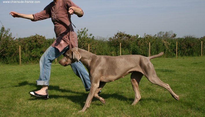 CH. Greywind's Alaska - 1ere excellente classe Travail