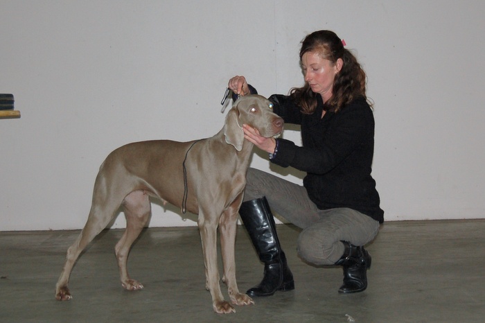 CH. Greywind's Alaska - RCACS-RCACIB