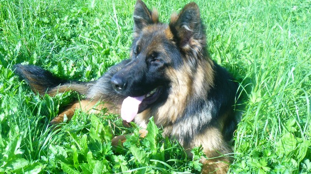 Publication : de noelland