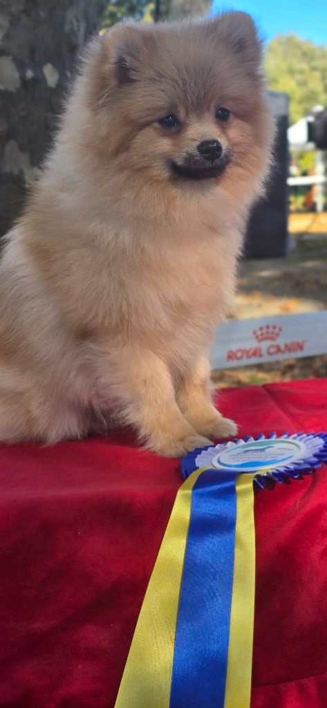 Appelez moi brad pitt du clos de patchata - Très Prometteur Meilleur Puppy 2eme Best in show Puppy
