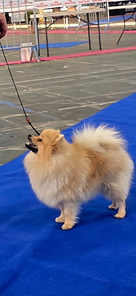 Appelez moi brad pitt du clos de patchata - Très Prometteur Meilleur Puppy