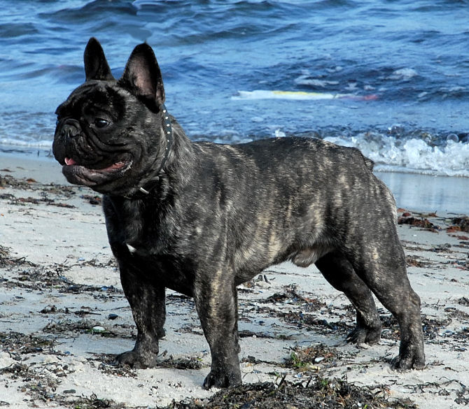 Publication : de Puilhery