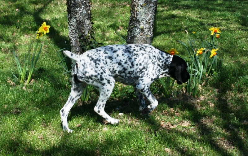 Babou des cotes de saint-amand - C.A.C.S.