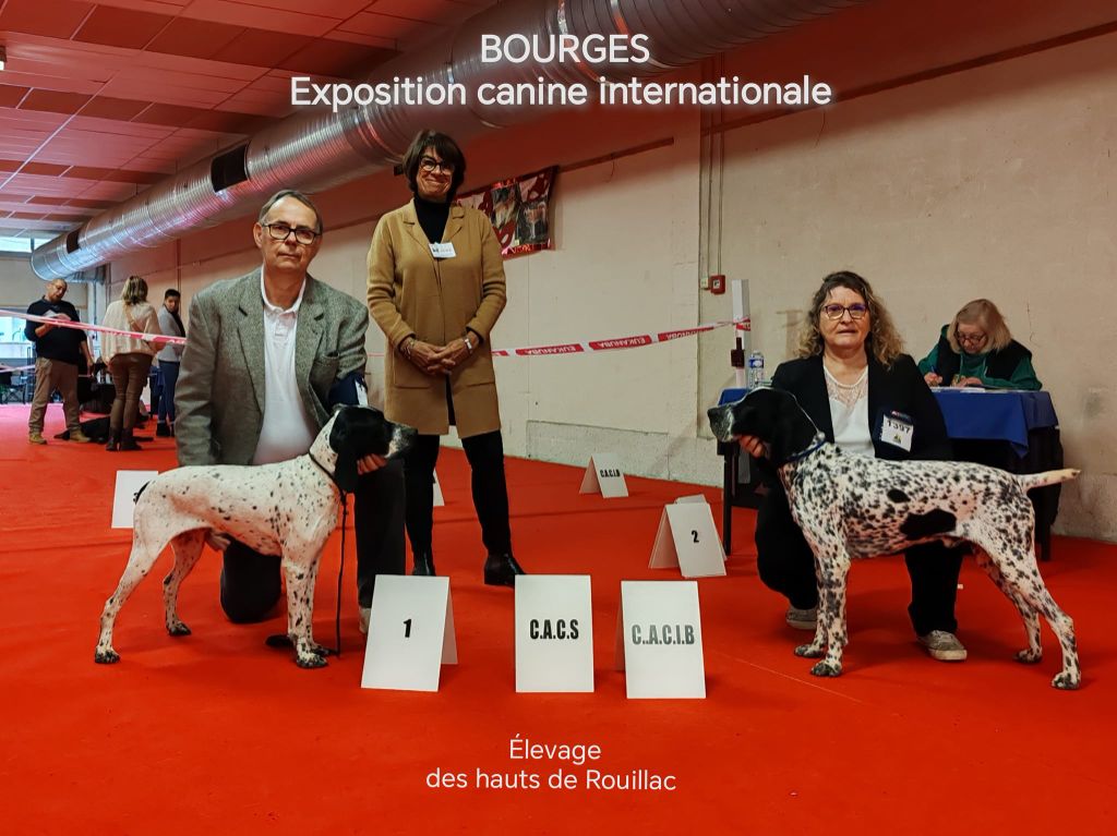 CH. Tom des hauts de rouillac - CACS + CACIB + BOB