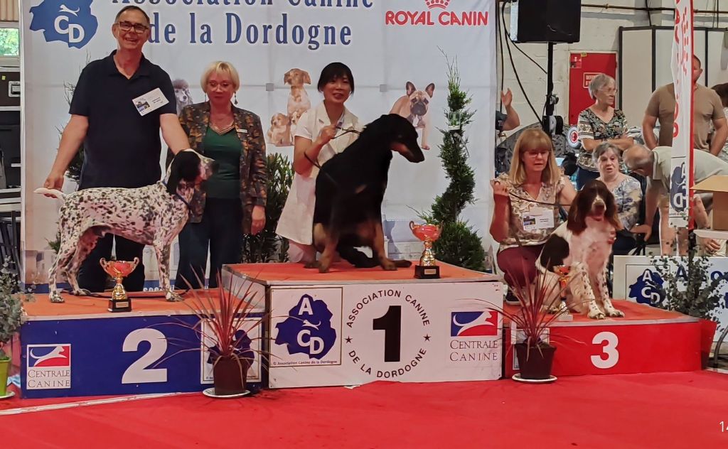 CH. Tom des hauts de rouillac - 1er EXC CACS BOB